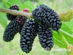 Шелковица Черная