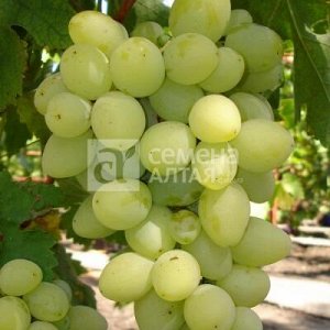 Талисман виноград, среднеранний, ягода белая, зеленоватая
