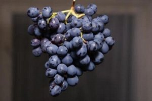 Фиолетовый Ранний виноград (в тубе)