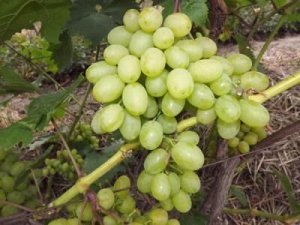 Гарольд виноград ранний янтарно-желтый (в тубе)