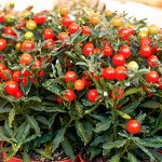 Перец кустарниковый Рябиновые бусы