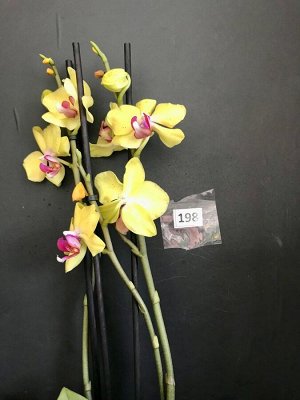 Фаленопсис, орхидея