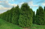Туя западная Брабант