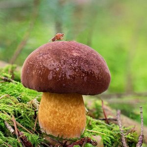 Мицелий грибов Боровик каштановый , 60 мл