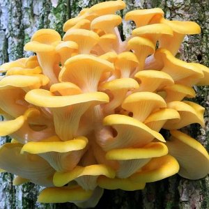 Мицелий грибов Вешенка лимонная, 12 палочек