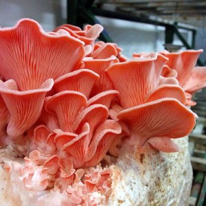 Мицелий грибов Вешенка розовая, 12 палочек