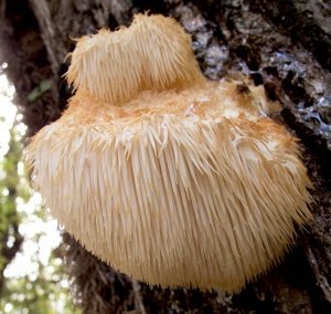 Мицелий грибов Ежевик гребенчатый (Ямабуши), 12 пал