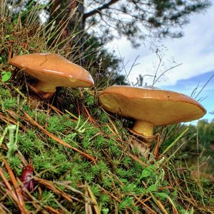 Мицелий грибов Маслёнок обыкновенный, 50 мл