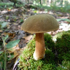Мицелий грибов Моховик зелёный, 60 мл