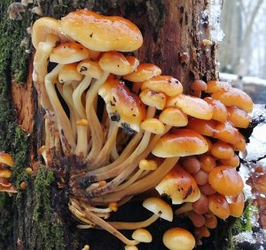 Мицелий грибов Опёнок зимний, 12 палочек