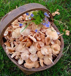 Мицелий грибов Опёнок луговой, 12 палочек