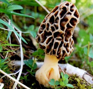 Мицелий грибов Сморчок, 50 мл