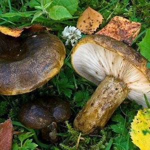 Мицелий грибов Чернушка (Черный груздь), 60 мл