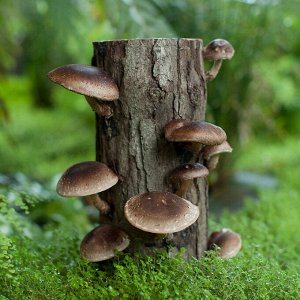 Шиитаке Мицелий грибов Шиитаке на древесных палочках.

Шиитаке (латинское название - Lentinula edodes) – это вкусный съедобный гриб, широко употребляемый жителями Дальнего Востока. Экзотический Шиитак
