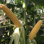 Семена кукурузы Сентинель F1, 10 шт