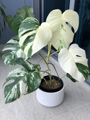 Монстера Monstera Albo White Princess