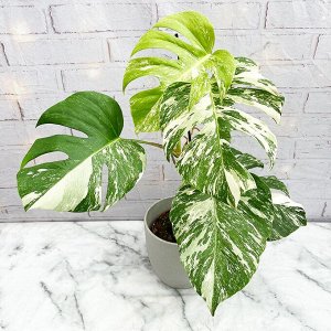 Монстера Monstera Deliciosa Albo Variegata