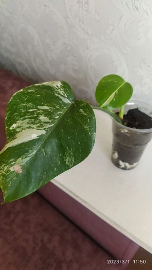 Монстера Monstera Deliciosa Albo Variegata