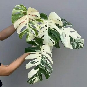 Монстера Monstera Deliciosa Albo Variegata