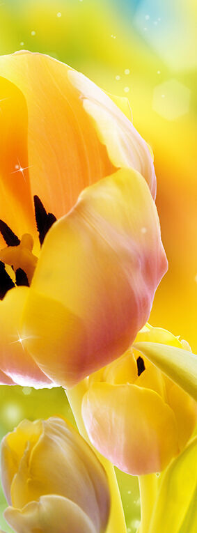 Фотообои Желтые тюльпаны 100х270 см