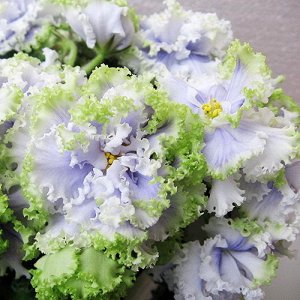 Фиалки Крупные простые, полумахровые и махровые белые  цветы  с голубыми переливами по цветку, иногда переходящими в сеточку. Белая с зеленцой гофрированная кайма украшает цветы, делая их воздушными. 
