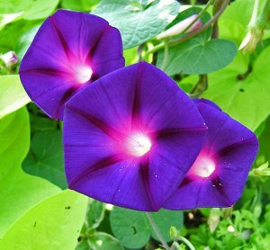 Семена ипомеи Пурпурная звезда (РС-1), 10 шт