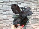 Эписция Thad&#039;s Homemade Wine