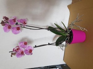 Кашпо для цветущих орхидей