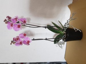Кашпо для цветущих орхидей