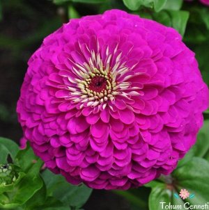 Семена циннии Пурпурный принц (РС-1), 20 шт