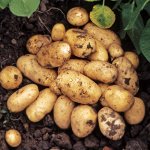 Картофель Смак среднепоздний, желтый 1уп