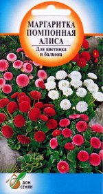 Маргаритка помпон.Алиса