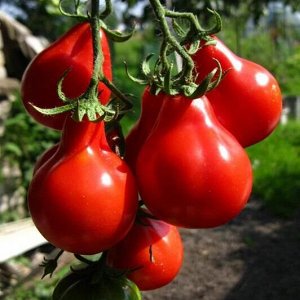 Семена Томат "Трюфель", красный, ц/п, 0,05 г