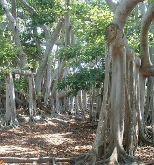 Ароматическое масло Сандаловое дерево (США) 10 мл.