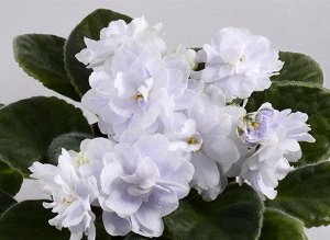 Фиалка Крупные, послойно махровые белые цветы с нежно голубой пропиткой . Крупная розетка светлых листьев.
