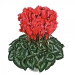 Артикул 1 Halios Curly Saumon Ecarlate