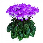 Артикул 3 Цикламен Indiaka Violet