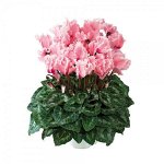 Артикул 5 Цикламен Halios Curly Rose Saumone Flamme