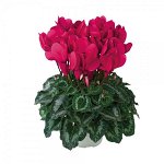 Артикул 6 Цикламен Halios HD Grenadine( малиновый)