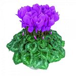 Артикул 7Цикламен Halios Violet Cattleya