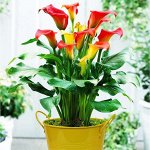 Калла (Zantedeschia) Капитан Фуэго, 12/14