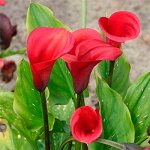 Калла (Zantedeschia) Ред Сокс, 12/14