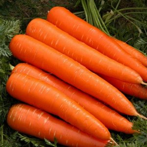 Морковь "Королева осени"