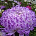 С Ц Астра Серебряная Башня пион, махр, небесно-синняя 70см 0,2гр Гавриш/ЦВ