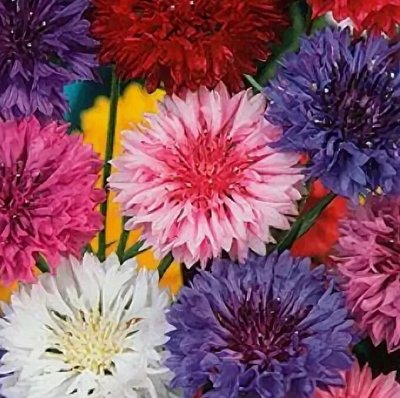 Василек карликовый многолетний. Василек полька. Василек полька. Махровый василек многолетний. Цветы василек полька дот.