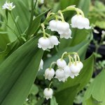 Ландыш (Convallaria) Бордо (majalis), I
