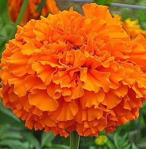 Семена цветов Бархатцы прямостоячие "Оранжевый принц"