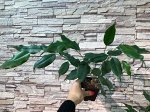 Фикус бенджамина