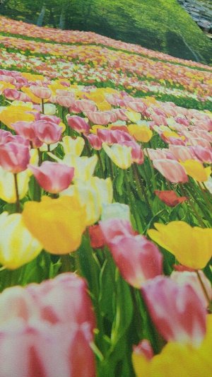 Фотообои Поле тюльпанов 200х270 см
