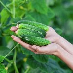 Семена огурцов — новое поступление — фирма Манул